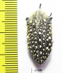 Julodis sulcicollis  South Africa Rep. - INSECTS-STORE.RU