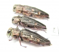 Chrysobothris chrysostigma, pair  Russia, Tver reg. - INSECTS-STORE.RU