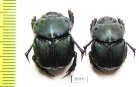 Bolbites onitoides  Argentina - INSECTS-STORE.RU