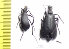 Phodaga alticeps, pair  USA - INSECTS-STORE.RU