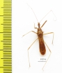 Hemiptera sp.  Panama - INSECTS-STORE.RU