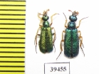 Cerocoma sp., pair  Iran, Qazvin prov. - INSECTS-STORE.RU