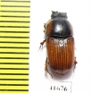 Aphodius scrutator  Russia, Ingushetia reg. - INSECTS-STORE.RU