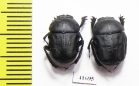 Gymnopleurus mopsus  Russia, Ingushetia reg. - INSECTS-STORE.RU