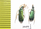 Cerocoma bernhaueri, pair  Iran, Gilan prov. - INSECTS-STORE.RU