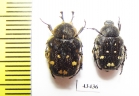Goliathopsis duponti, pair  Thailand - INSECTS-STORE.RU