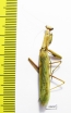 Mantodea sp.  Russia, Astrakhan reg. - INSECTS-STORE.RU