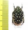 Protaetia niveoguttata  Thailand - INSECTS-STORE.RU