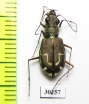 Cicindela hirticollis gravida  USA - INSECTS-STORE.RU