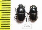 Scarabaeinae sp.  Thailand - INSECTS-STORE.RU