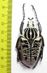 Goliathus albosignathus kirkianus  Tanzania 51mm - INSECTS-STORE.RU