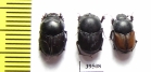 Onthophagus gibbosus koshantschikoffi, pair  Uzbekistan - INSECTS-STORE.RU