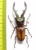 Cyclommatus tarandus  Indonesia, Kalimantan 55mm - INSECTS-STORE.RU
