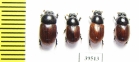 Aphodius fimetarius  Russia, Astrakhan reg. - INSECTS-STORE.RU