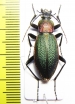 Carabus (Morphocarabus) hummeli smaragdulus  Russia, Far East - INSECTS-STORE.RU