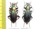 Carabus (Morphocarabus) hummeli smaragdulus, pair  Russia, Far East - INSECTS-STORE.RU