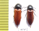 Elateridae sp.  Russia, Tver reg. - INSECTS-STORE.RU