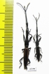 Brentidae sp.  Peru - INSECTS-STORE.RU