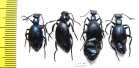 Meloe violaceus, pair  Russia, Tver reg. - INSECTS-STORE.RU