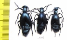Meloe violaceus, pair  Russia, Tver reg. - INSECTS-STORE.RU