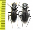 Megacephala atrospinosa atrospinosa, pair  Zambia - INSECTS-STORE.RU