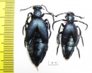 Meloe violaceus, pair  Russia, Tver reg. - INSECTS-STORE.RU