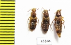 Staphylinidae sp.  Peru - INSECTS-STORE.RU