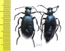 Meloe violaceus, pair  Russia, Tver reg. - INSECTS-STORE.RU