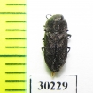 Anthaxia inornata  USA - INSECTS-STORE.RU