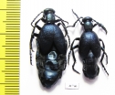 Meloe violaceus, pair  Russia, Tver reg. - INSECTS-STORE.RU