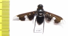 Bombyliidae sp.  South Africa Rep. - INSECTS-STORE.RU