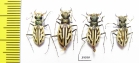 Habrodera capensis, pair  South Africa Rep. - INSECTS-STORE.RU
