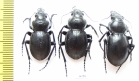 Callisthenes elegans manderstjernai, pair  Kazakhstan - INSECTS-STORE.RU