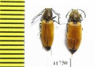 Anostirus castaneus, pair  Russia, Tver reg. - INSECTS-STORE.RU