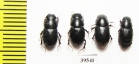 Aphodius sp.  Iran, Lorestan prov. - INSECTS-STORE.RU