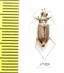 Cicindela hamata lacerata  USA - INSECTS-STORE.RU