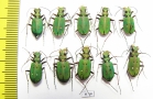 Cicindela campestris, pair  Russia, Tver reg. - INSECTS-STORE.RU