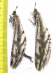 Myrmeleontidae sp., pair  South Africa Rep. - INSECTS-STORE.RU