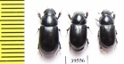 Aphodiinae sp.  China, Tibet - INSECTS-STORE.RU