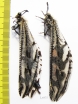 Myrmeleontidae sp., pair  South Africa Rep. - INSECTS-STORE.RU