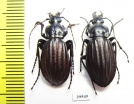Carabus (Aulonocarabus) canaliculatus, pair  Russia, Magadan reg. - INSECTS-STORE.RU