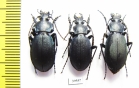 Carabus (Pachycarabus) koenigi, pair  Russia, Karachaevo-Cherkessia reg. - INSECTS-STORE.RU