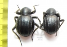 Tenebrionidae sp., pair  South Africa Rep. - INSECTS-STORE.RU