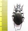 Carabus (Pachycarabus) staehlini  Russia, Daghestan reg. - INSECTS-STORE.RU