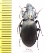 Pterostichus pratti  China, Sichuan prov. - INSECTS-STORE.RU