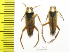 Notonecta sp.  Russia - INSECTS-STORE.RU