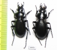Carabus (Cyclocarabus) namanganensis vernus, pair  Kazakhstan - INSECTS-STORE.RU