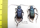 Callidium violaceum, pair  Russia, Tver reg. - INSECTS-STORE.RU