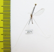 Nemopteridae sp.1  South Africa Rep. - INSECTS-STORE.RU