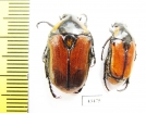 Aphanesthes pullata, pair  Australia - INSECTS-STORE.RU